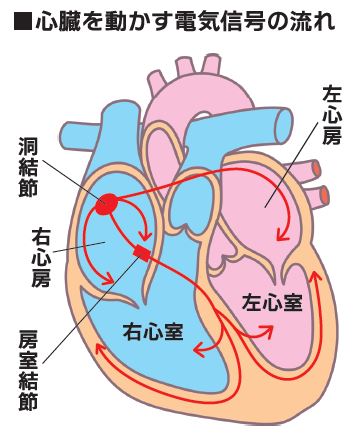 心臓 一瞬 ドクン